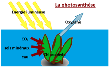 photosynthèse 1